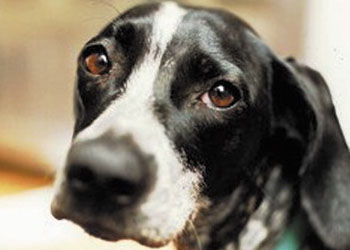 Abbandono di cani: diminuiscono gli abbandoni estivi dei cani