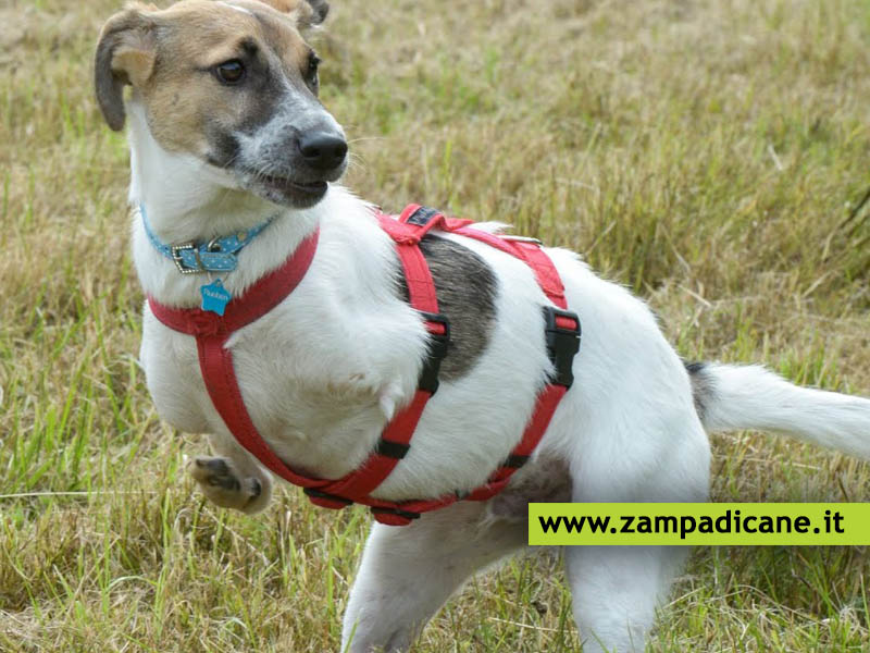Zampa sul cuore: un concorso per chi ha un cane disabile
