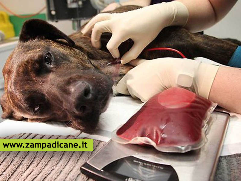 Anche il cane pu essere un donatore di sangue