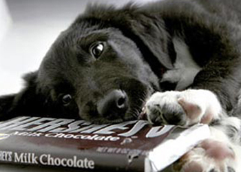 Il cane ha mangiato la cioccolata: perch la cioccolata fa male ai cani?