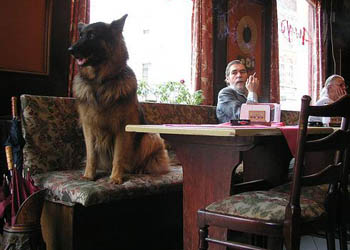 Un Pub di Newcastle accoglie i cani con men adatti a loro