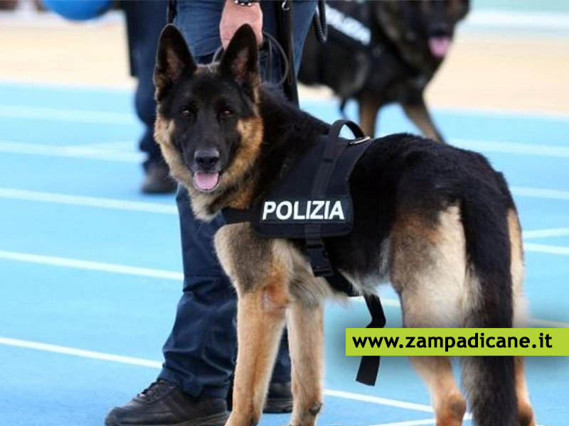 Puoi adottare un Cane Poliziotto
