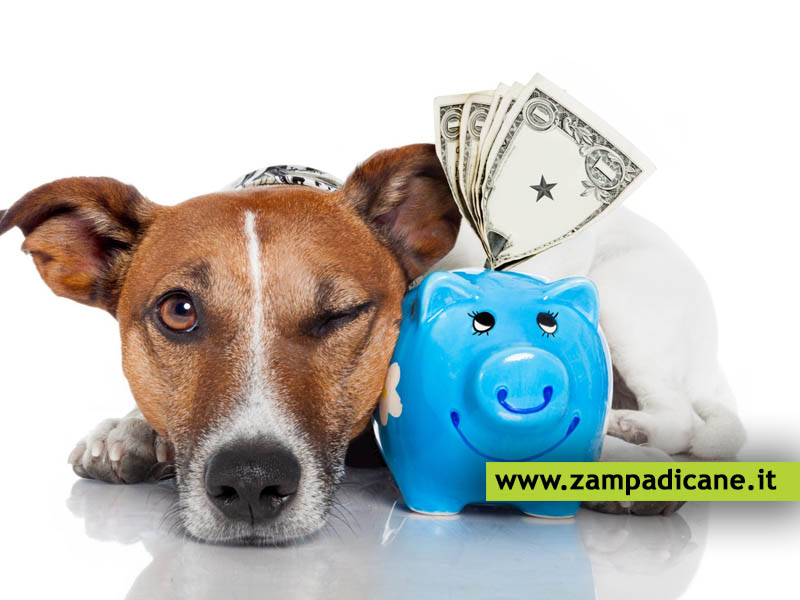 L'assicurazione per il cane: spese veterinarie, legali ed RC