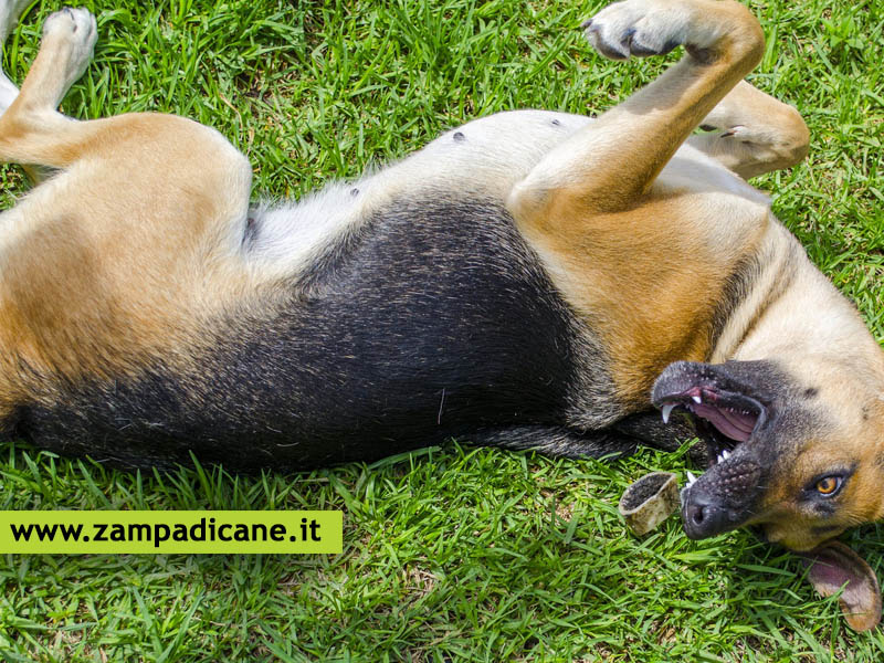 Il cane epilettico, cosa fare e se  possibile curare l'epilessia canina