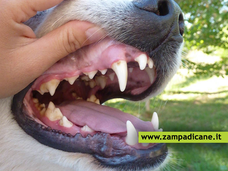 Come prevenire le malattie dentali dei cani
