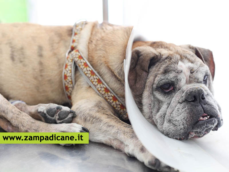 La Discinesia nel cane, una patologia polmonare che pu colpire soprattutto i cuccioli