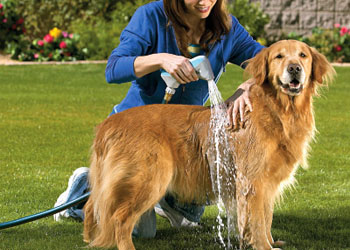 Fare il bagno al cane  un'azione molto importante
