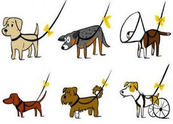 Fiocco giallo sul guinzaglio: una convenzione per segnalare le difficolt del proprio cane