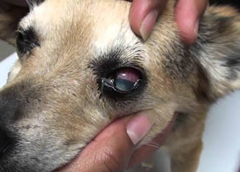 Il glaucoma nel cane, una patologia che pu portare alla cecit
