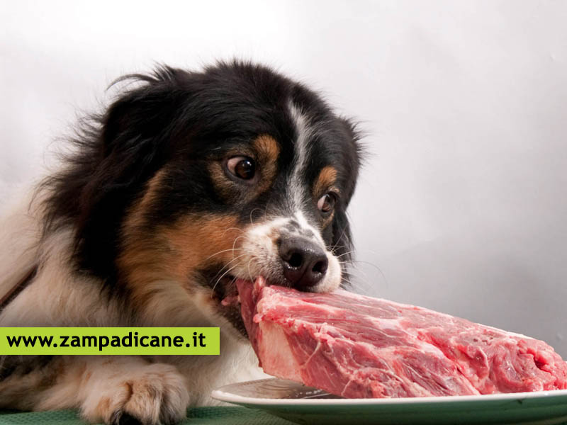 Il cane pu mangiare a carne avariata?
