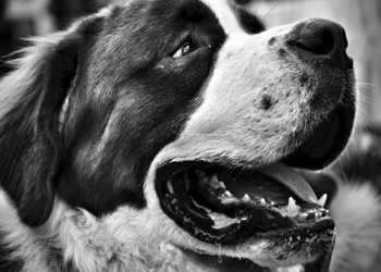 L'ipersalivazione nel cane: il ptialismo nei cani  frequente