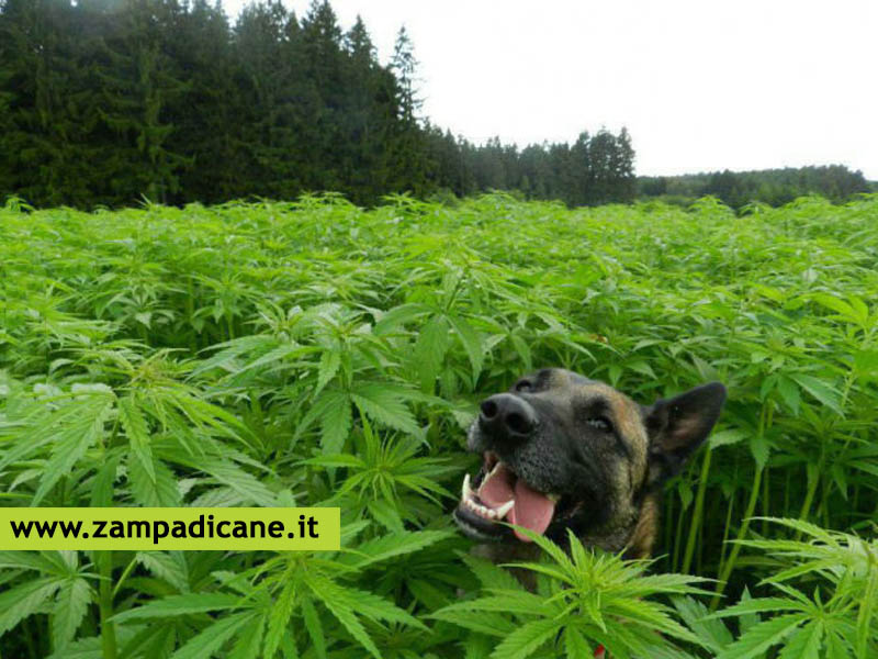 Marijuana per cani? Si, ma light
