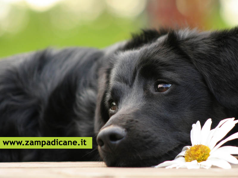 Medicina naturale per i cani:  possibile curare i tumori nel cane in modo naturale?
