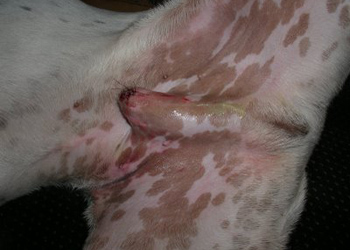 Parafimosi del cane, una patologia legata allerezione