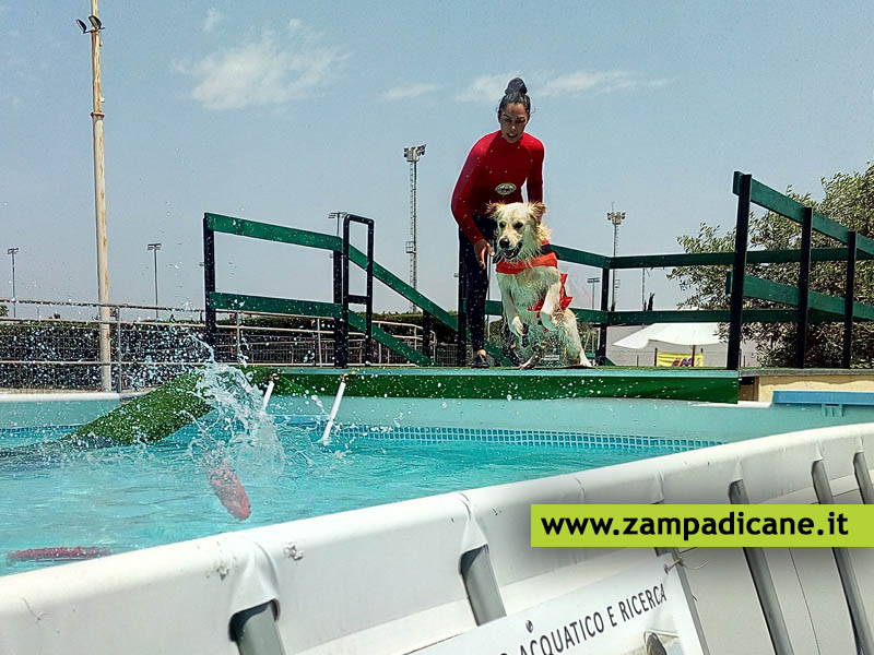 Dog Swim Center, la piscina per i cani