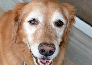 Sindrome di Horner nel cane, da non confondere con lulcera corneale