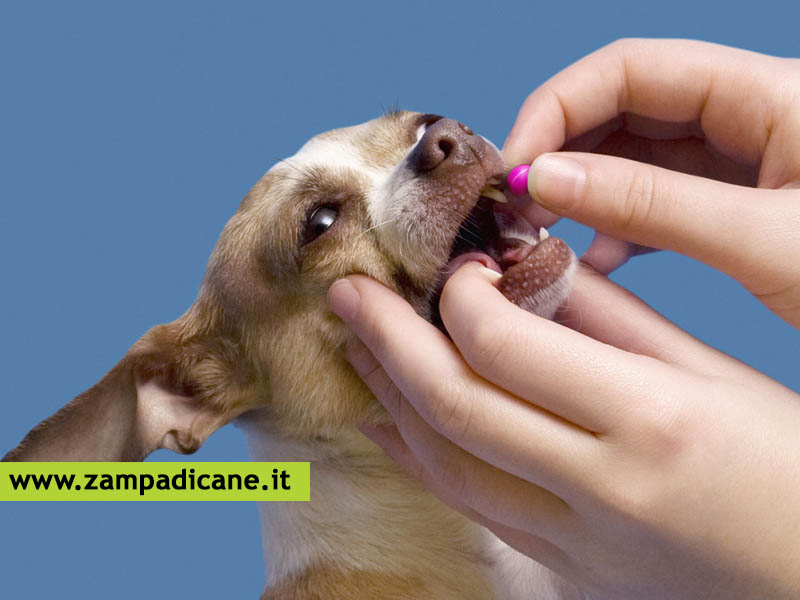 Come somministrare i farmaci ai cani