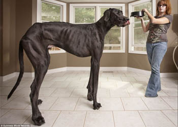 Great Dane Zeus, il cane pi alto del mondo certificato dal Guinness World Record